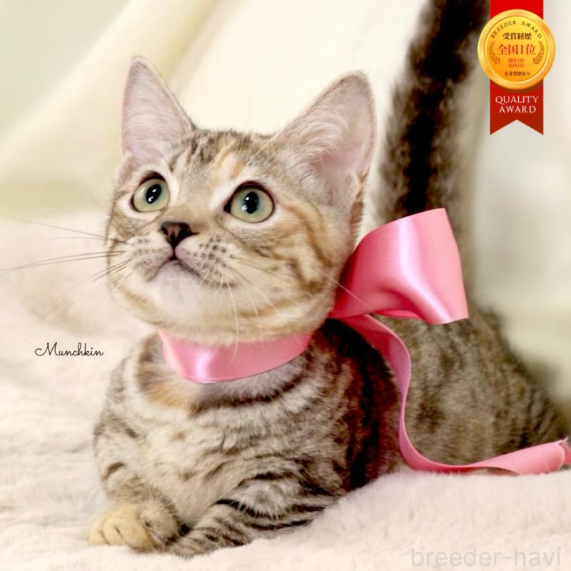 販売中の栃木県のマンチカン(短足)-131270