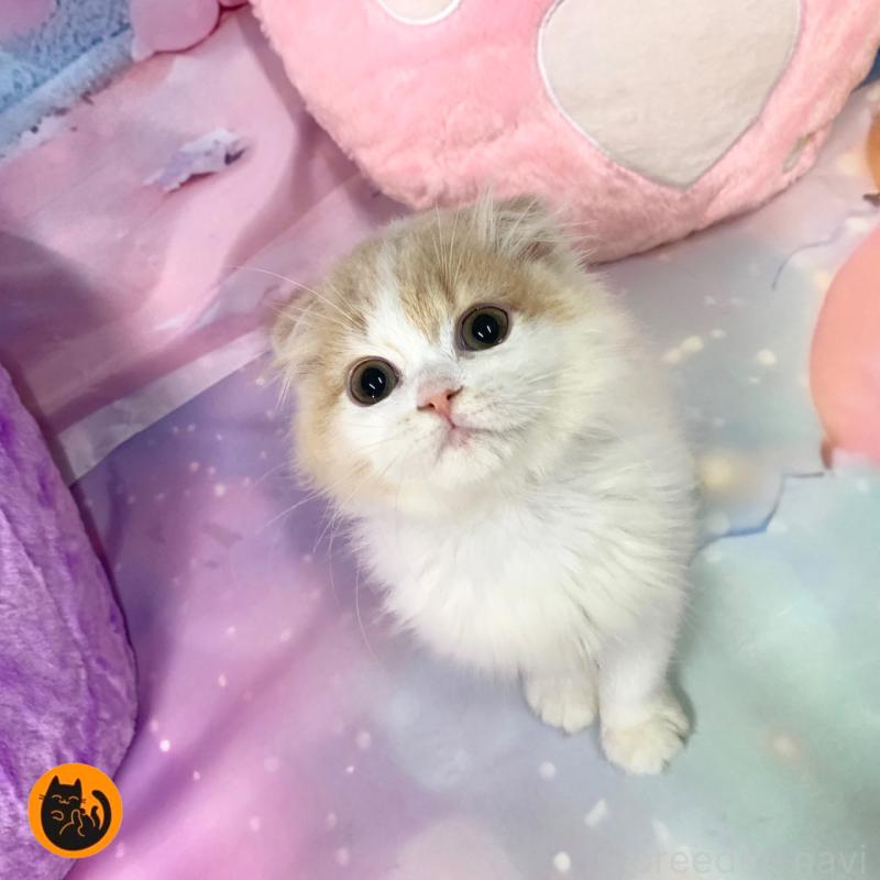 販売中の大阪府のスコティッシュフォールド(折れ耳)-131248