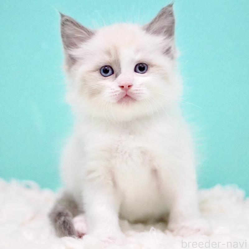 商談中の東京都のラグドール-130855の15枚目