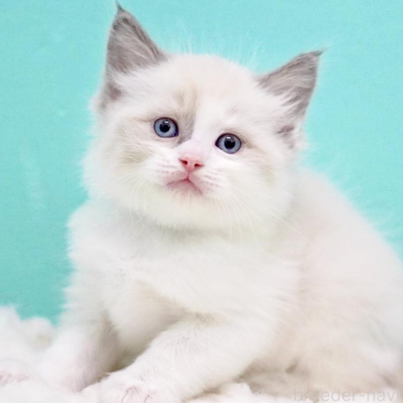 商談中の東京都のラグドール-130855の14枚目