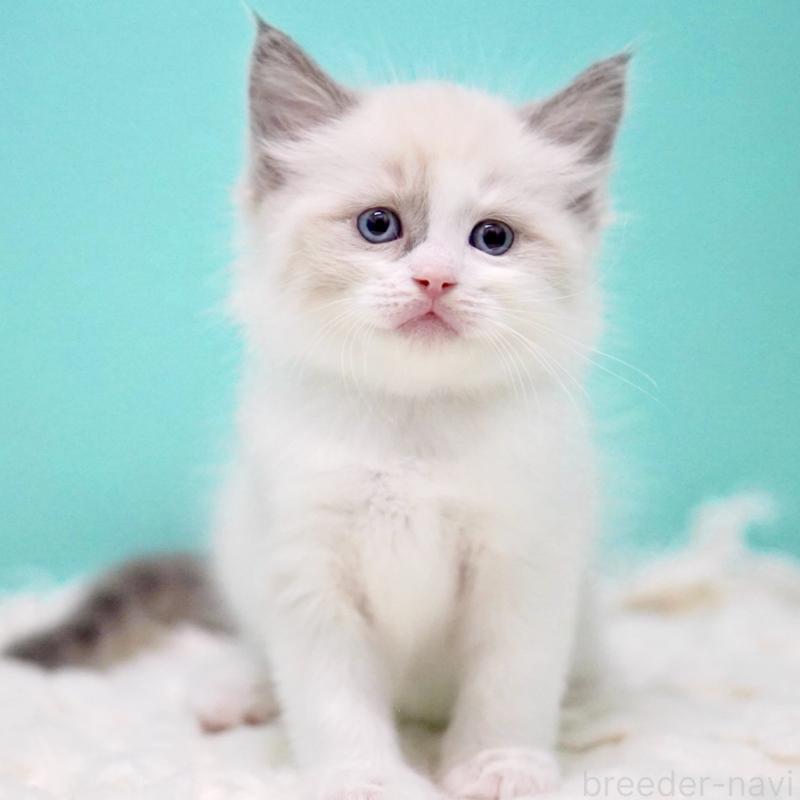 商談中の東京都のラグドール-130855の13枚目