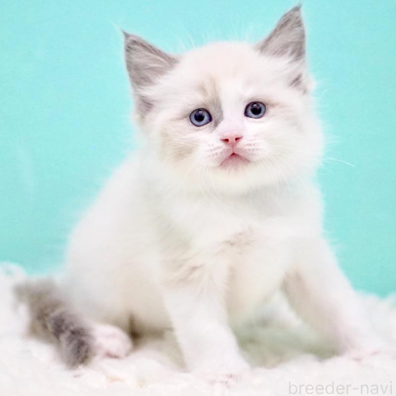 商談中の東京都のラグドール-130855の12枚目