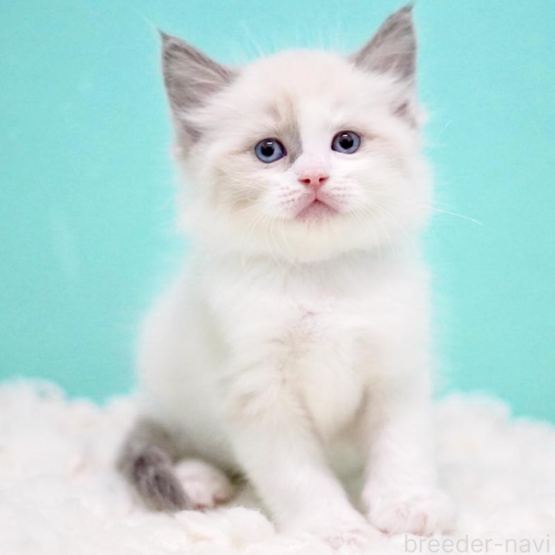 商談中の東京都のラグドール-130855の11枚目