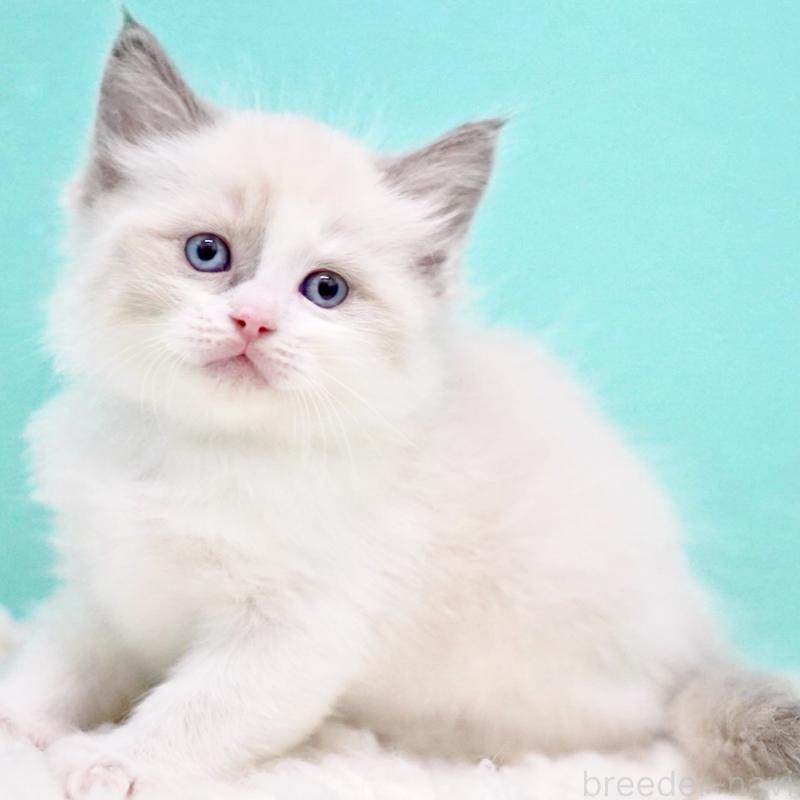 商談中の東京都のラグドール-130855の10枚目