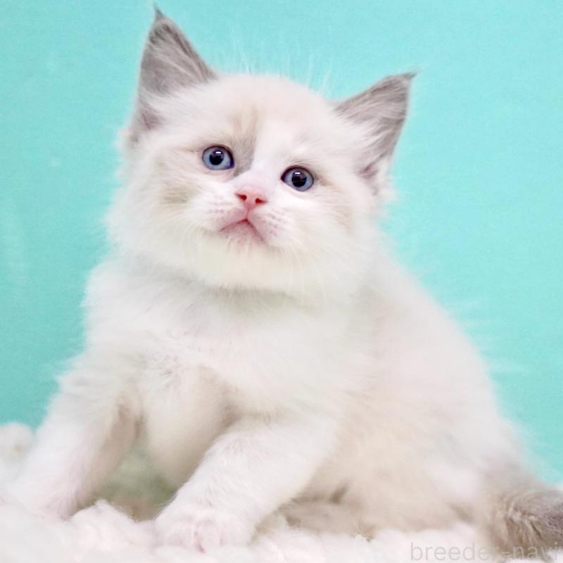 商談中の東京都のラグドール-130855の9枚目