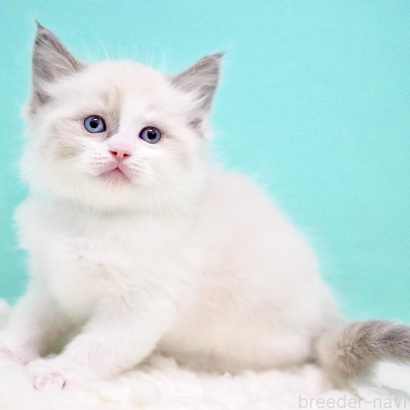 商談中の東京都のラグドール-130855の8枚目