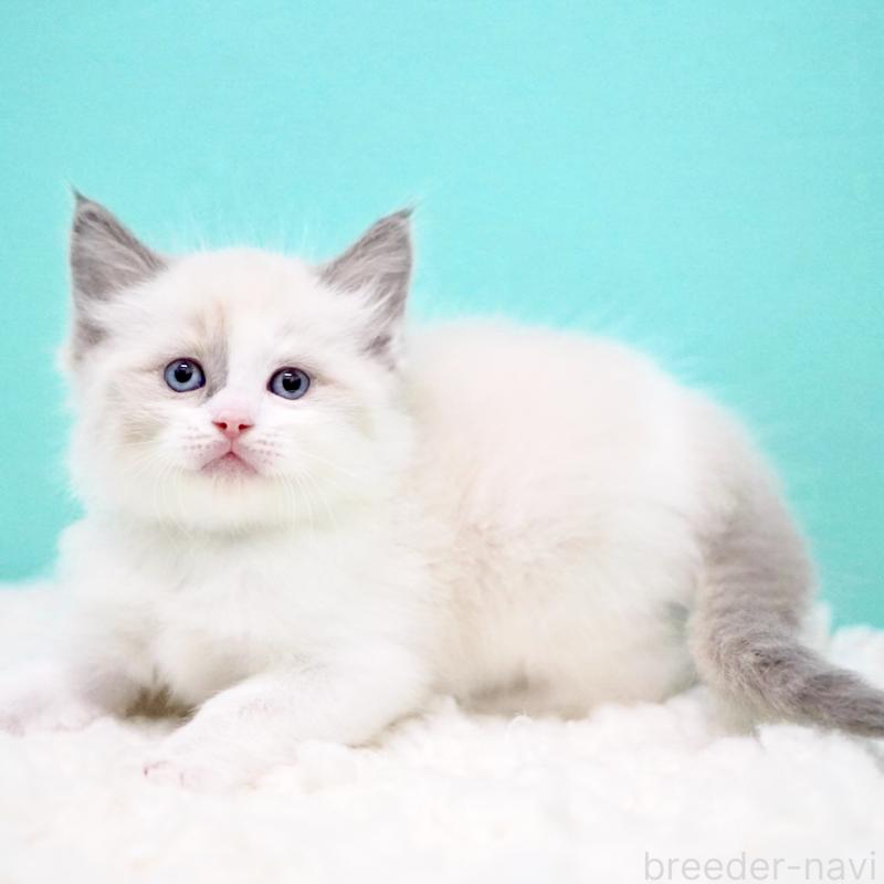 商談中の東京都のラグドール-130855の7枚目