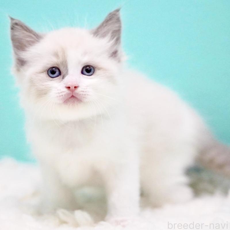 商談中の東京都のラグドール-130855の6枚目