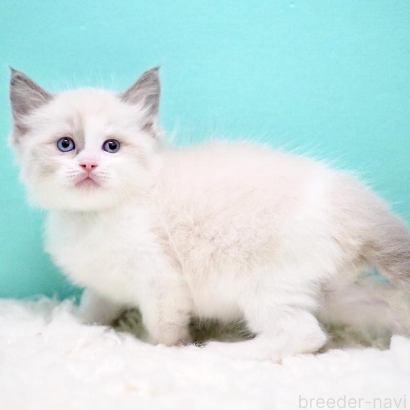 商談中の東京都のラグドール-130855の5枚目