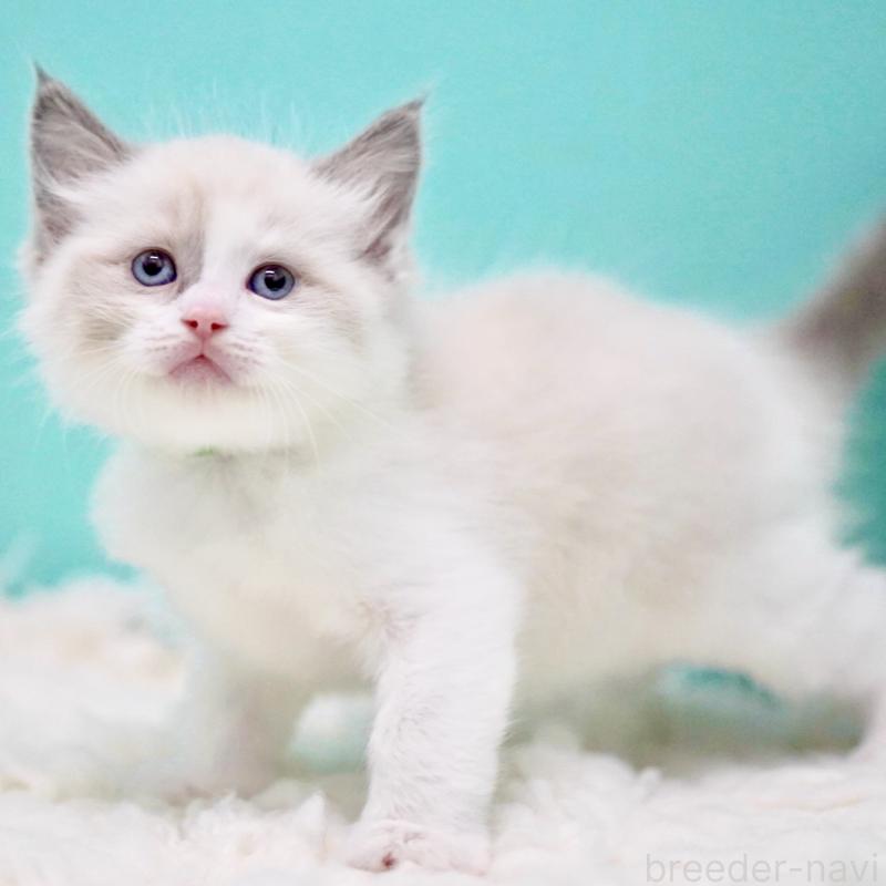 商談中の東京都のラグドール-130855の4枚目