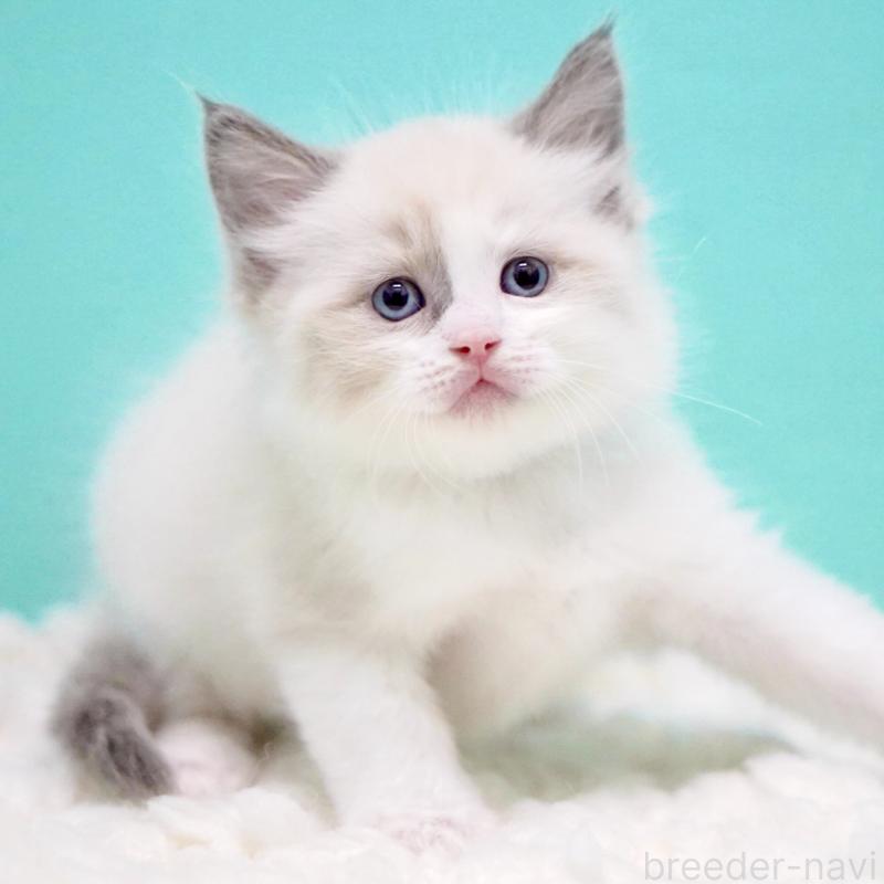 商談中の東京都のラグドール-130855の3枚目