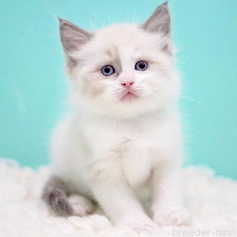 商談中の東京都のラグドール-130855の2枚目