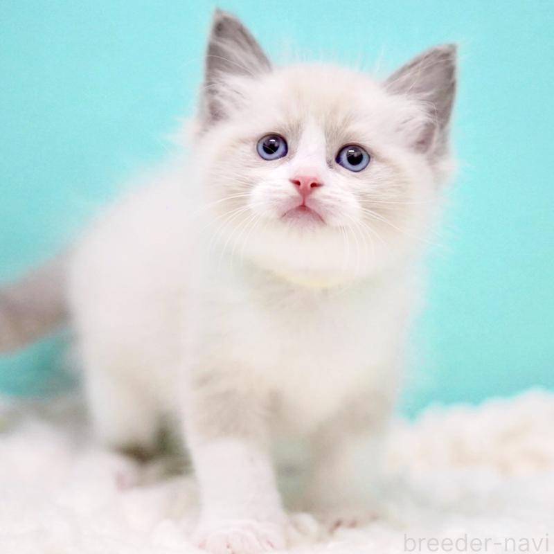 販売中の東京都のラグドール-130856