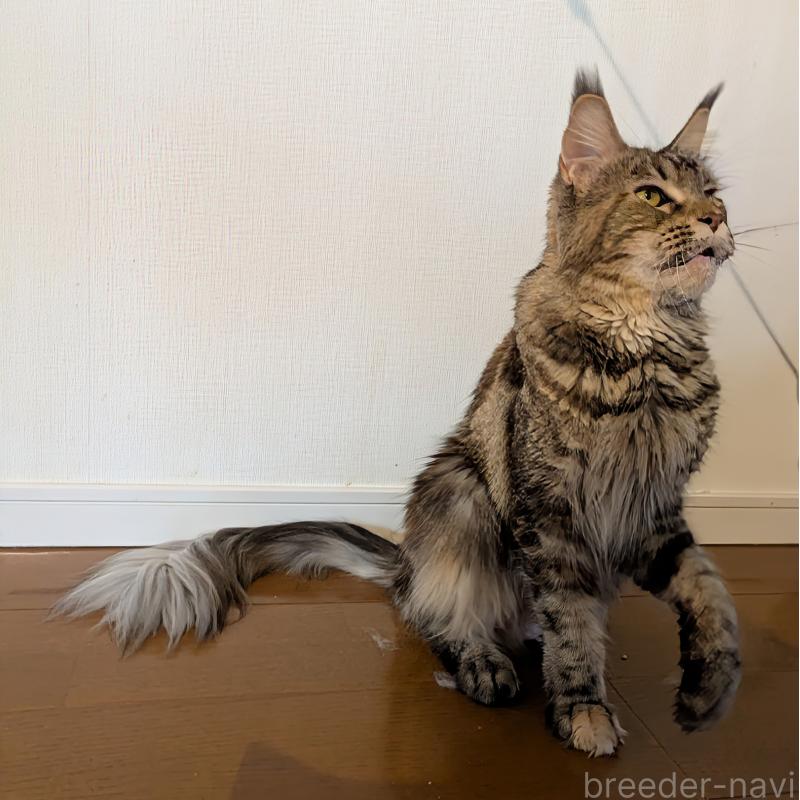 販売中の埼玉県のメインクーン-104530の4枚目