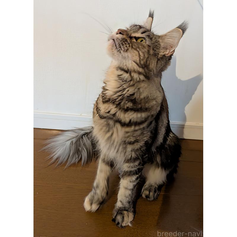 販売中の埼玉県のメインクーン-104530の3枚目