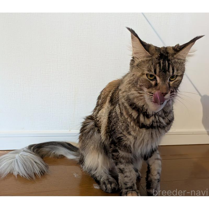 販売中の埼玉県のメインクーン-104530の2枚目