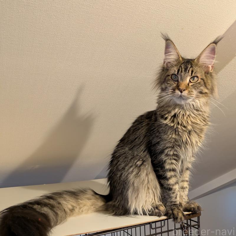 販売中の埼玉県のメインクーン-118999の3枚目