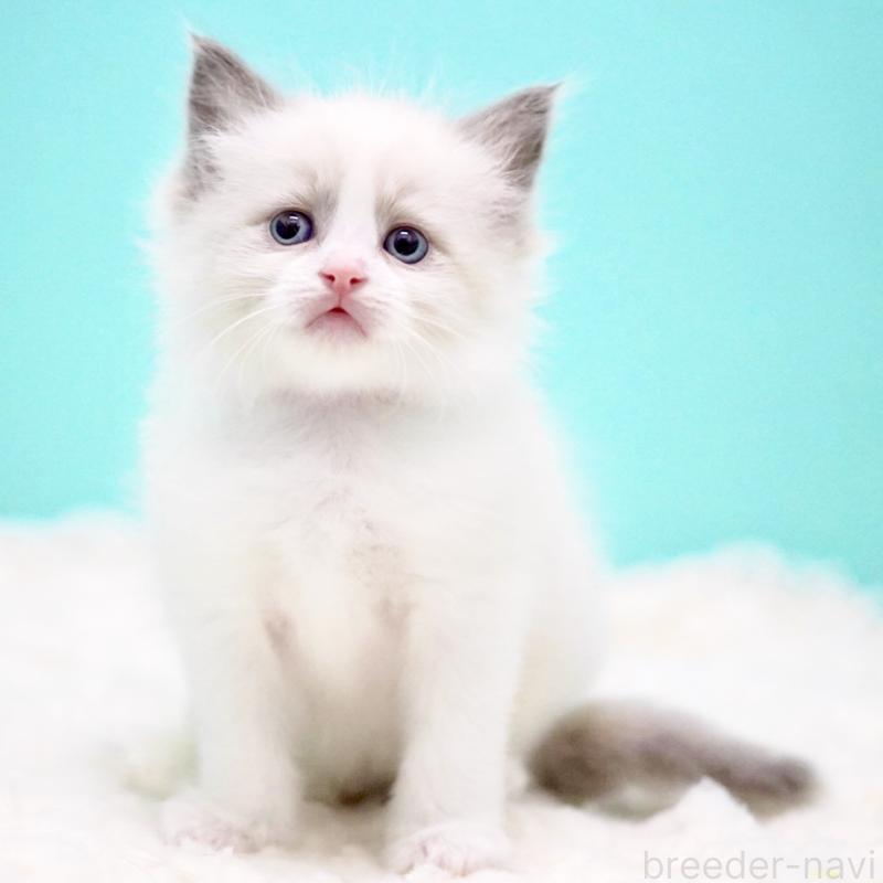 販売中の東京都のラグドール-130374