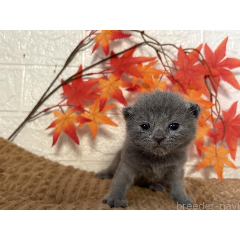 販売中の宮城県のスコティッシュフォールド-131595の3枚目