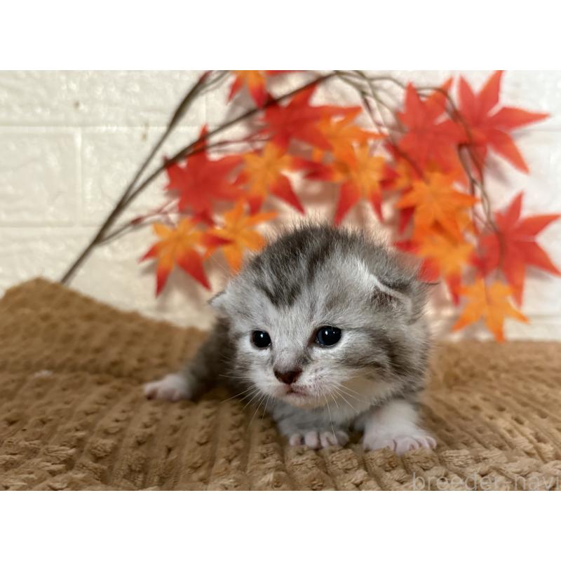 販売中の宮城県のスコティッシュフォールド-131596の3枚目