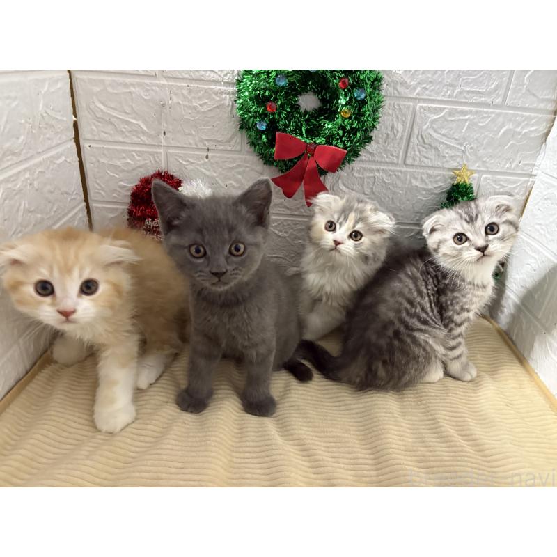 販売中の宮城県のスコティッシュフォールド-131597の5枚目