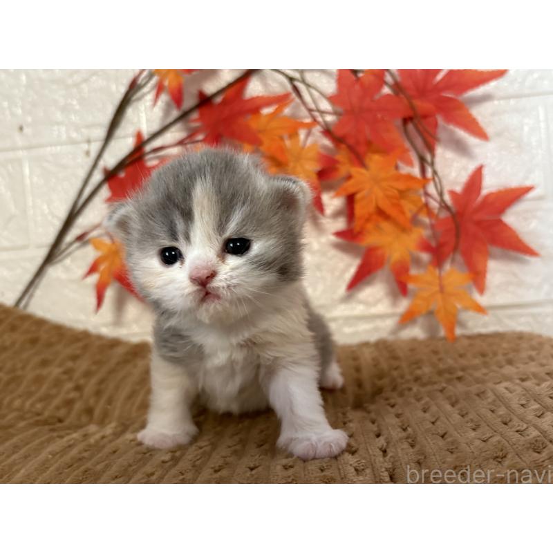 販売中の宮城県のスコティッシュフォールド-131597の4枚目