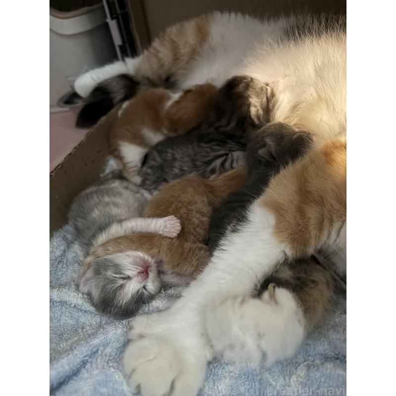 販売中の宮城県のスコティッシュフォールド-131597の3枚目