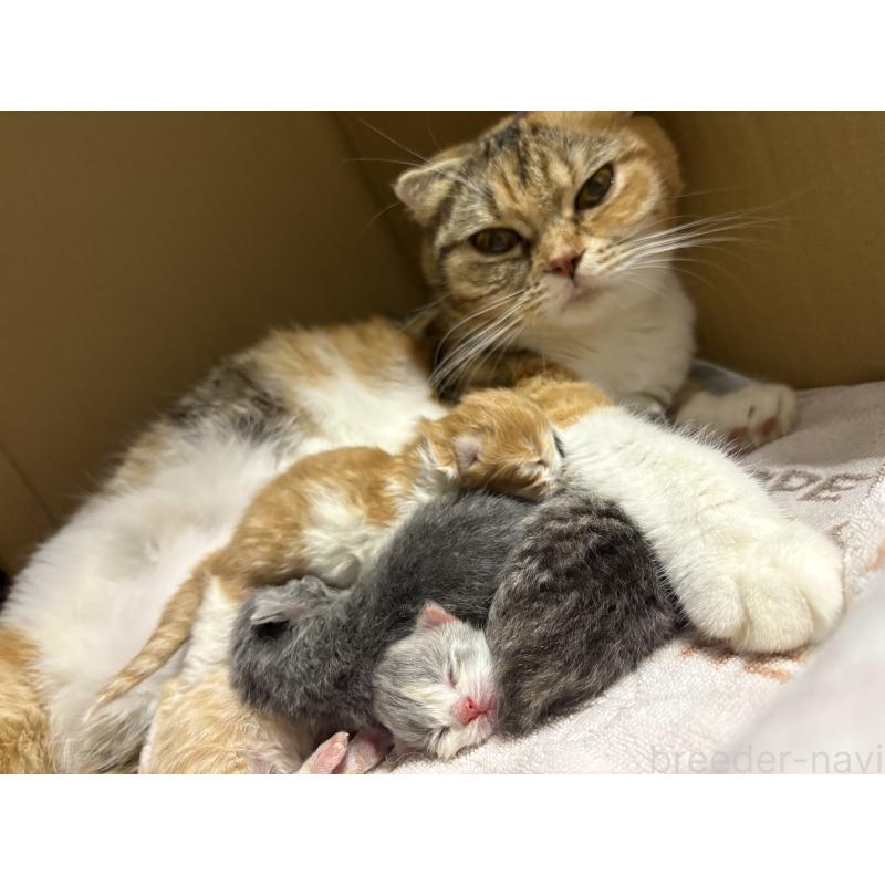 販売中の宮城県のスコティッシュフォールド-131597の2枚目