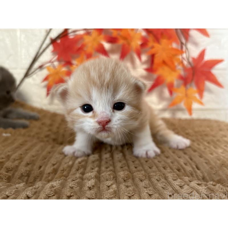 販売中の宮城県のスコティッシュフォールド-131598の4枚目