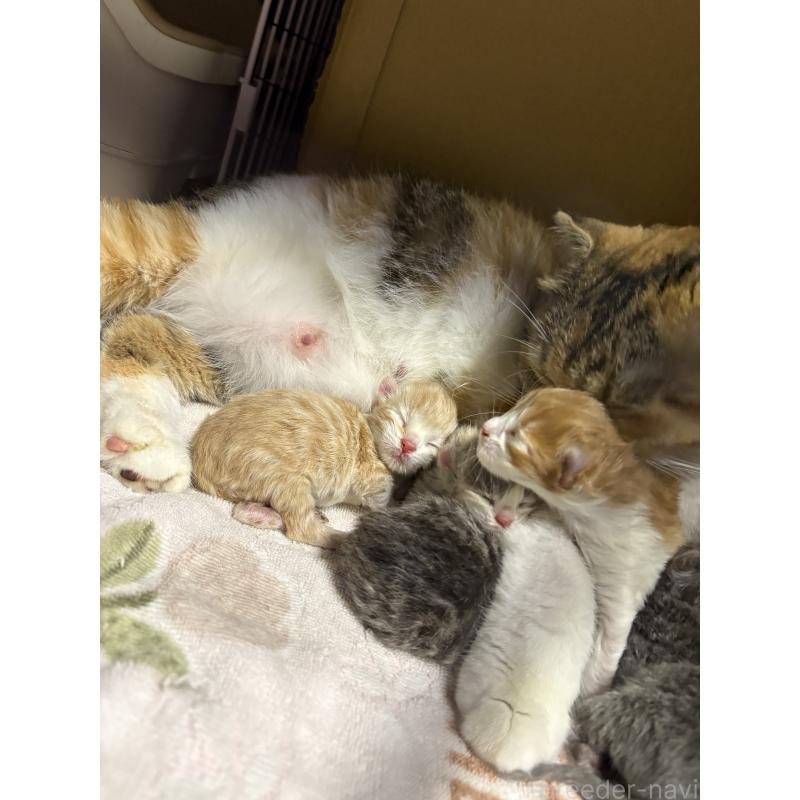 販売中の宮城県のスコティッシュフォールド-131598の2枚目