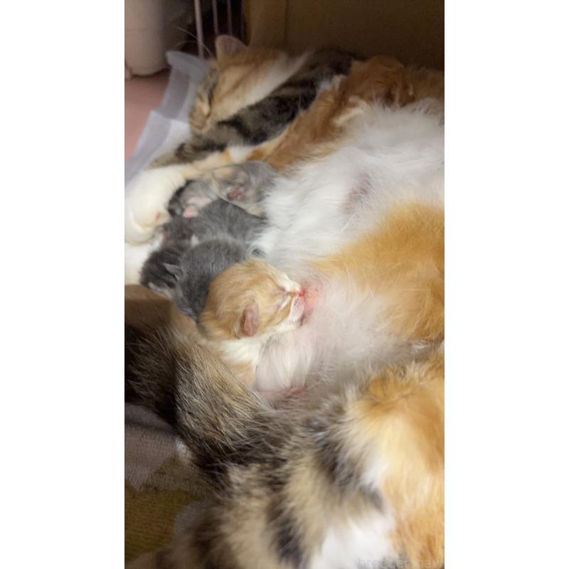 販売中の宮城県のスコティッシュフォールド-131598