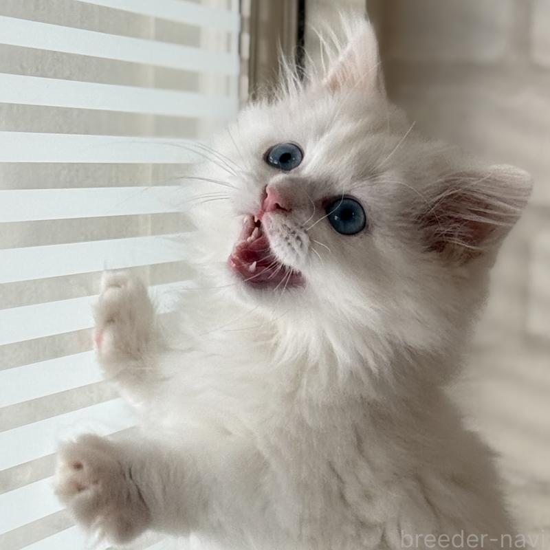 成約済の大阪府のマンチカン(短足)-130324の10枚目