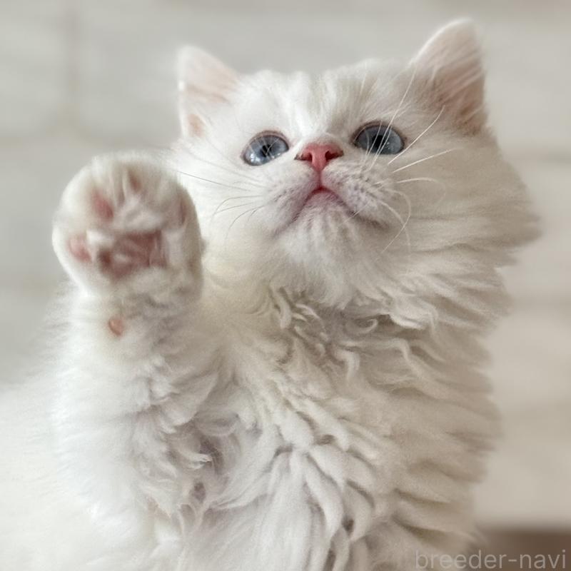 販売中の大阪府のマンチカン(短足)-130324