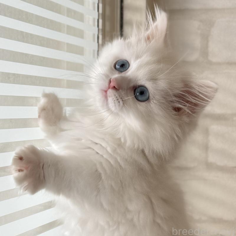 成約済の大阪府のマンチカン(短足)-130324の9枚目