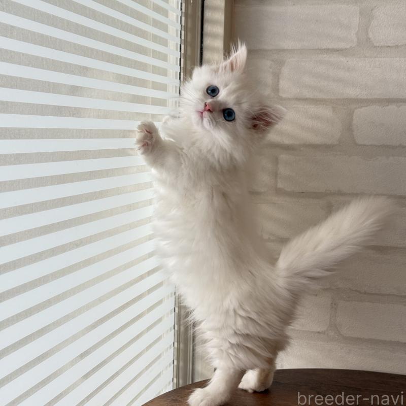 成約済の大阪府のマンチカン(短足)-130324の8枚目