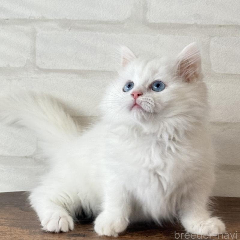 成約済の大阪府のマンチカン(短足)-130324の7枚目