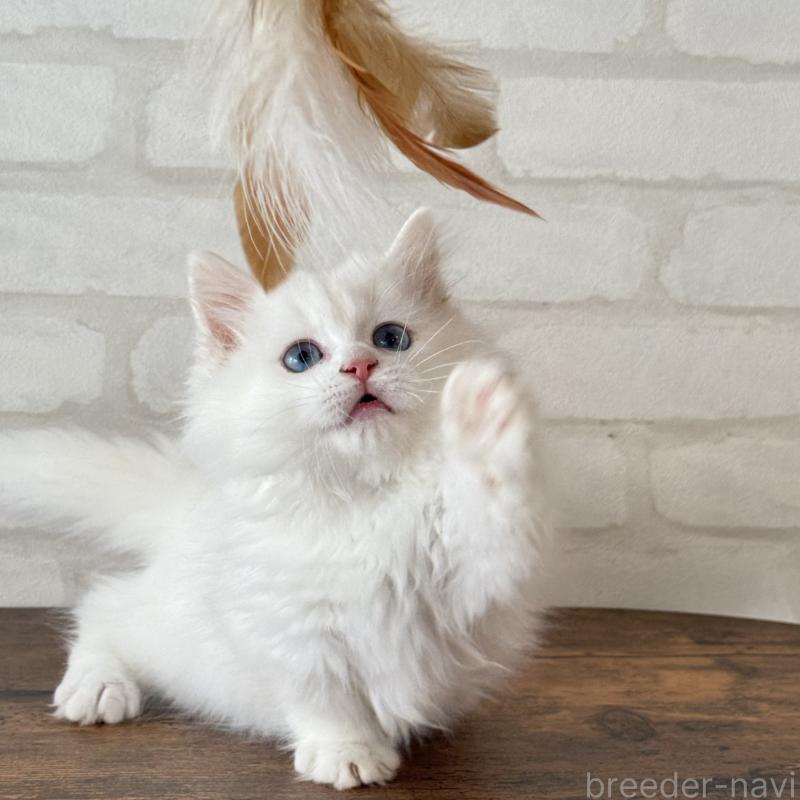 成約済の大阪府のマンチカン(短足)-130324の6枚目