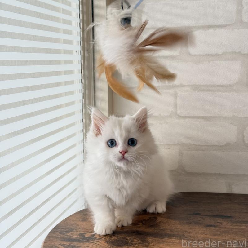 成約済の大阪府のマンチカン(短足)-130324の5枚目