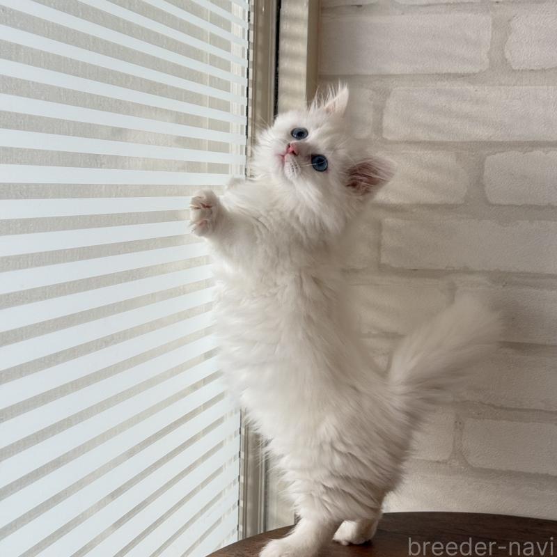 成約済の大阪府のマンチカン(短足)-130324の4枚目