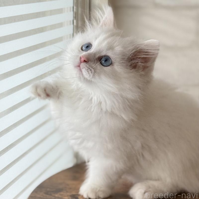 成約済の大阪府のマンチカン(短足)-130324の3枚目