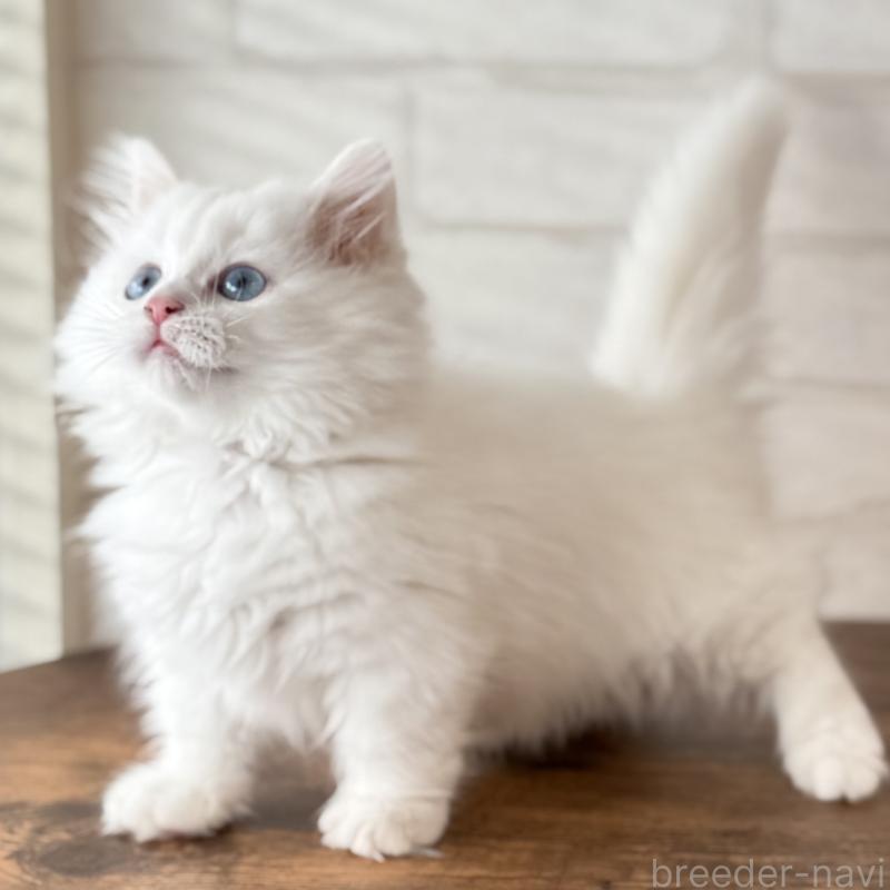 成約済の大阪府のマンチカン(短足)-130324の2枚目