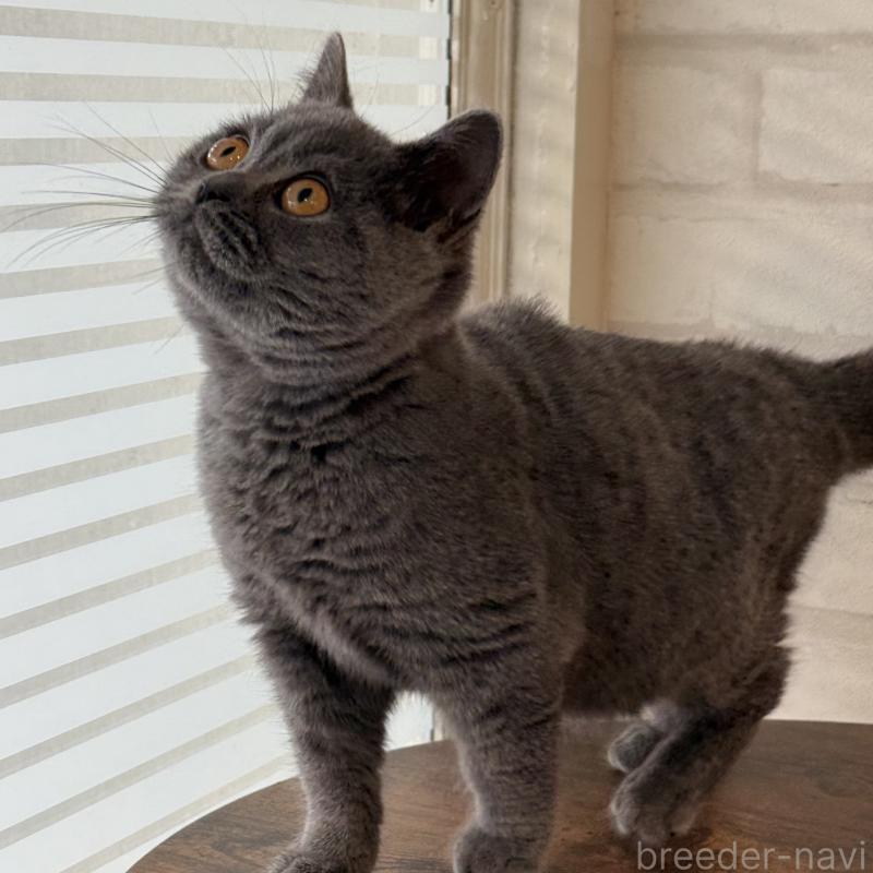 販売中の大阪府のブリティッシュショートヘア-128430の9枚目