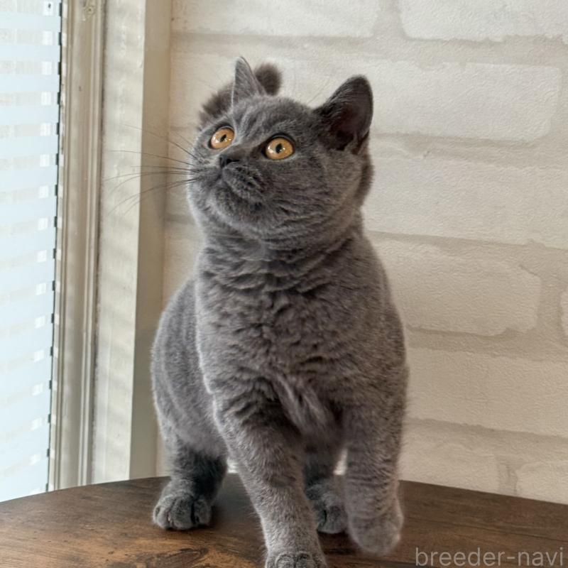 販売中の大阪府のブリティッシュショートヘア-128430の8枚目