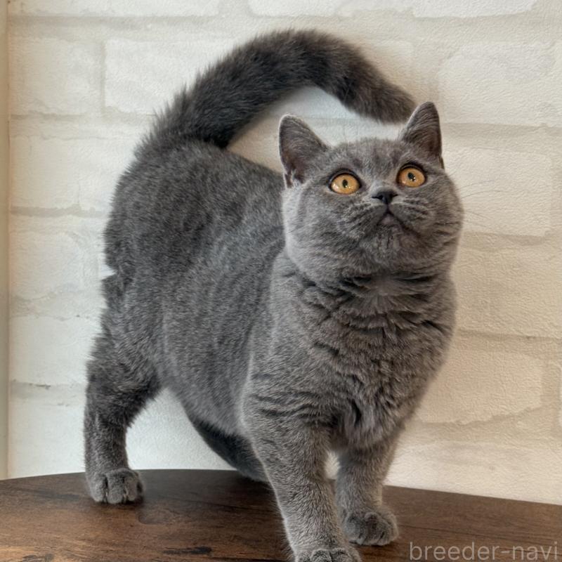 販売中の大阪府のブリティッシュショートヘア-128430の6枚目