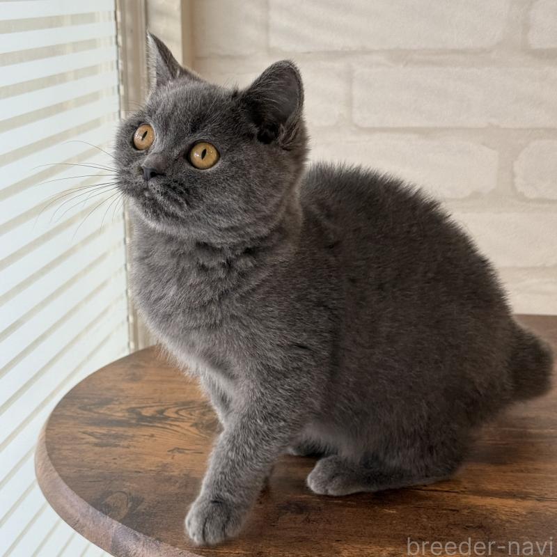 販売中の大阪府のブリティッシュショートヘア-128430の5枚目