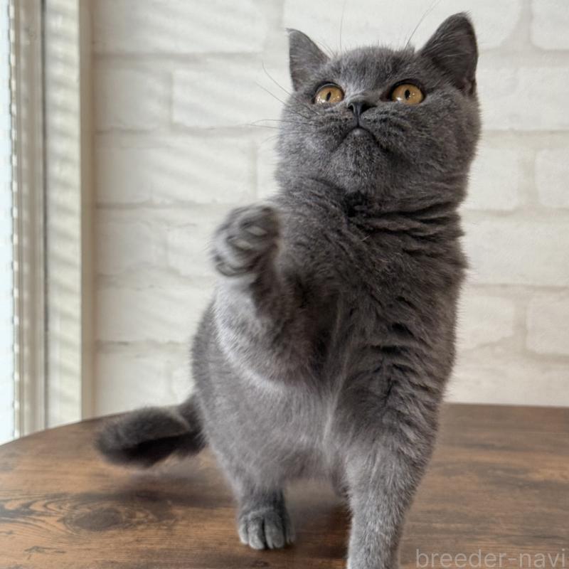 販売中の大阪府のブリティッシュショートヘア-128430の4枚目