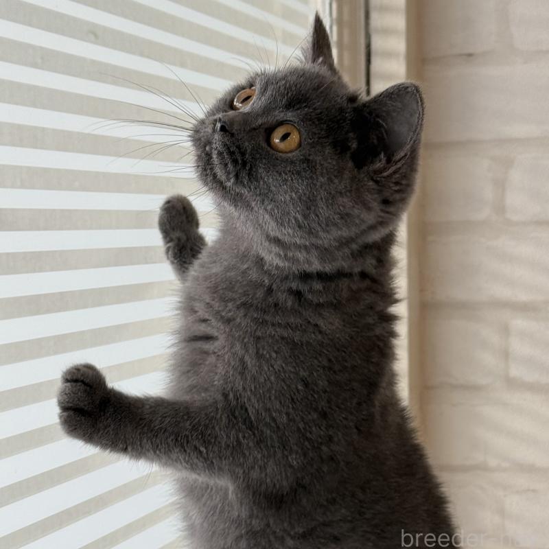 販売中の大阪府のブリティッシュショートヘア-128430の1枚目