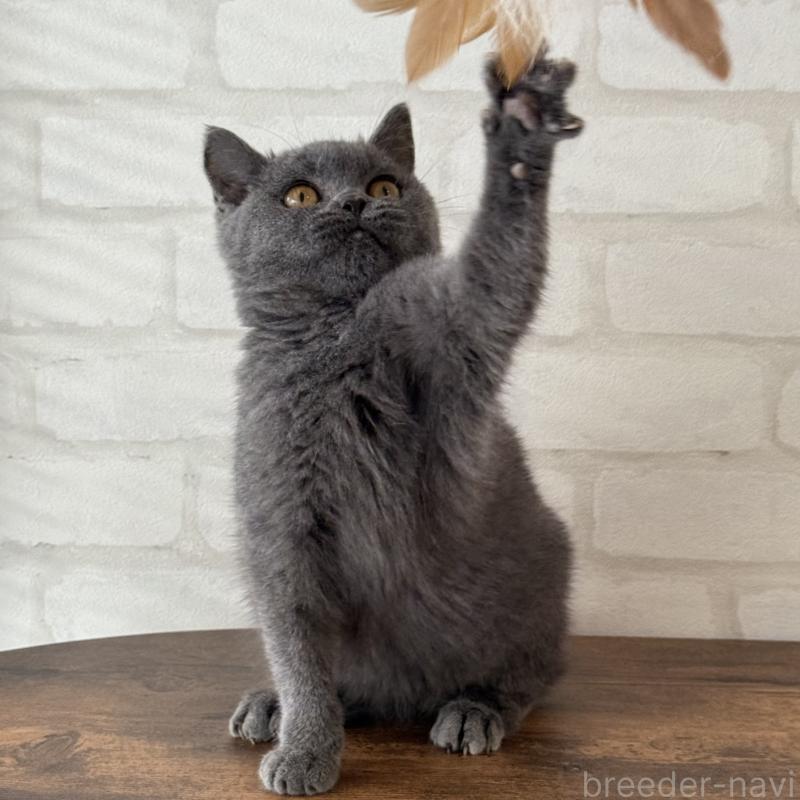 販売中の大阪府のブリティッシュショートヘア-128430の3枚目