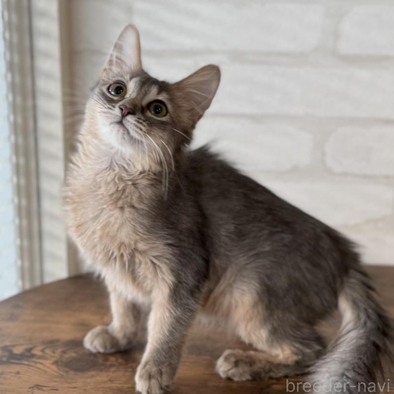 成約済の大阪府のソマリ-130321の11枚目