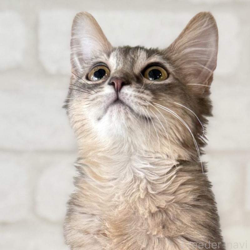 成約済の大阪府のソマリ-130321の10枚目